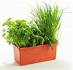 Parsley, basil and chives in a plant pot