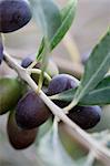 Olives sur un brin (gros plan)