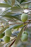 Olives vertes sur la branche