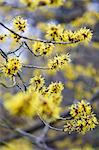 Witch hazel flowers on a branch