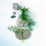 Fresh dill on pebbles