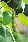 Green bean on the plant (close-up)