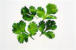 Several coriander leaves