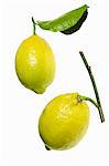 Two lemons with twig and leaf