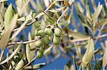 Olives vertes sur l'arbre