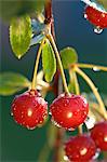 Morello cherries on a tree