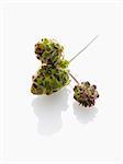 Salat burnet
