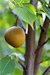 Asian Pear Tree in einem Garten von Maine