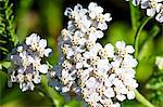 Floraison achillée millefeuille (Achillea Millefolium)