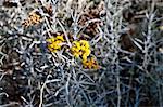 Flowering curry plant (Helichrysum Italicum)