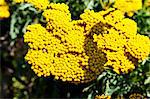 Flowering fernleaf yarrow (Achillea Filipendulina)