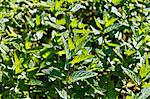 Mint (mentha spicata)