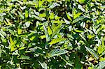 Minze (Mentha Spicata)