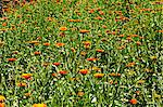 A field of marigolds