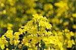 Flowering oilseed rape (close-up)