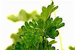 Parsley with droplets of water (close-up)