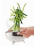 Washing green asparagus in a colander