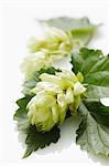 Hops umbel (close-up)