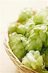 A basket of hops umbels (close-up)