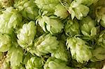 Houblon ombelles (zoom macro)