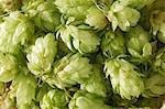 Hops umbels (macro zoom)