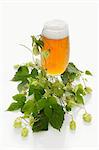 A glass of beer and a hops umbel