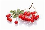 Rowan berries on a white surface