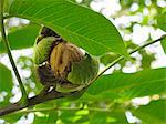 A walnut on a tree