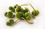 Nasturtium seed pods