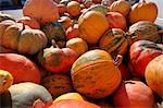 Lots of giant orange pumpkins