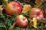 Three apples lying in the grass