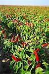 Field of peppers