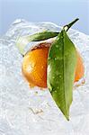 Mandarin orange with leaves in a block of ice