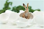 Osterhase in eine Eierschale