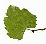 Real grape leaf