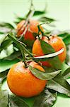 Mandarines avec feuilles