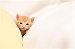 Domestic Cat Hiding In Blanket