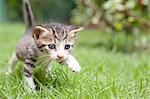 Katze Jagd nach Nahrung auf Gras