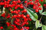 Close Up Of Red Berries On Branches