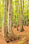 Trees Trunk, Forest