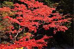 Rote Bäume im Herbst