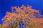 Berries In Tree With Blue Sky