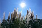 Sun Shining Over Feather Grasses