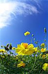 Close Up Of Yellow Flowers