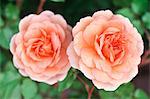 Close-Up View Of Two Pink Camellia