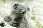 Portrait Of Young Koala Bear