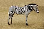 Portrait Of Zebra