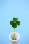 Clover In Cup Against Blue Background