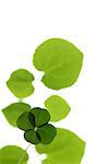 Bright Four Leaf Clover On White Background