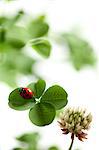 Ladybug On Four Leaf Clover